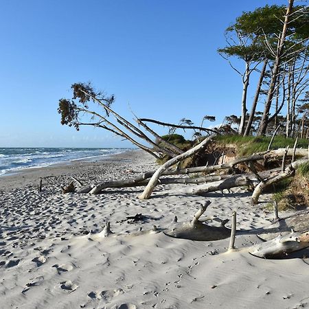 Strandhafer An Der Seebruecke Zingst Buitenkant foto