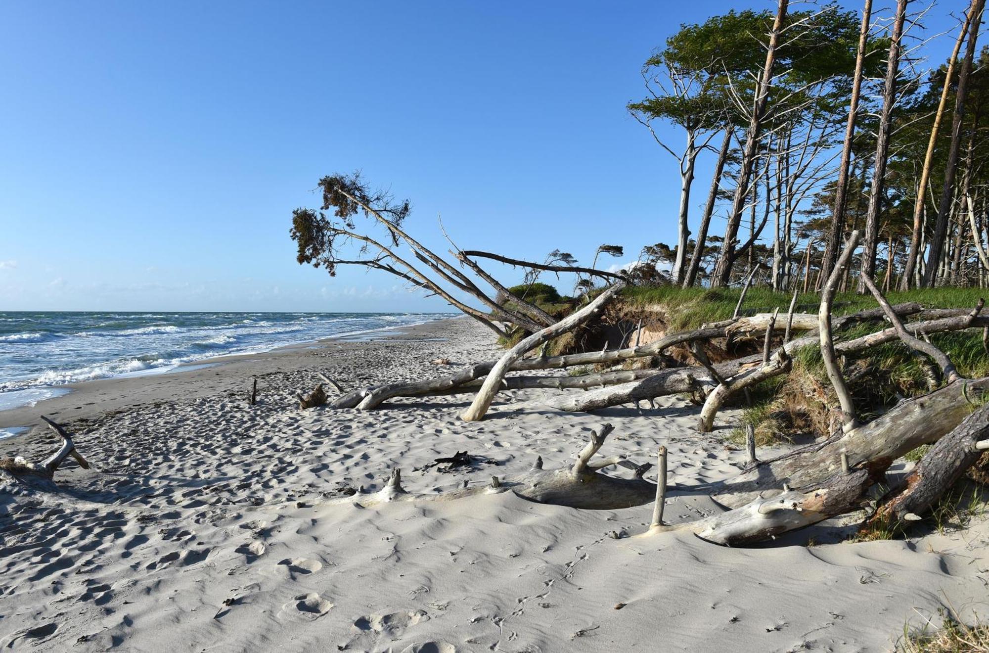 Strandhafer An Der Seebruecke Zingst Buitenkant foto